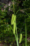 Longhair sedge